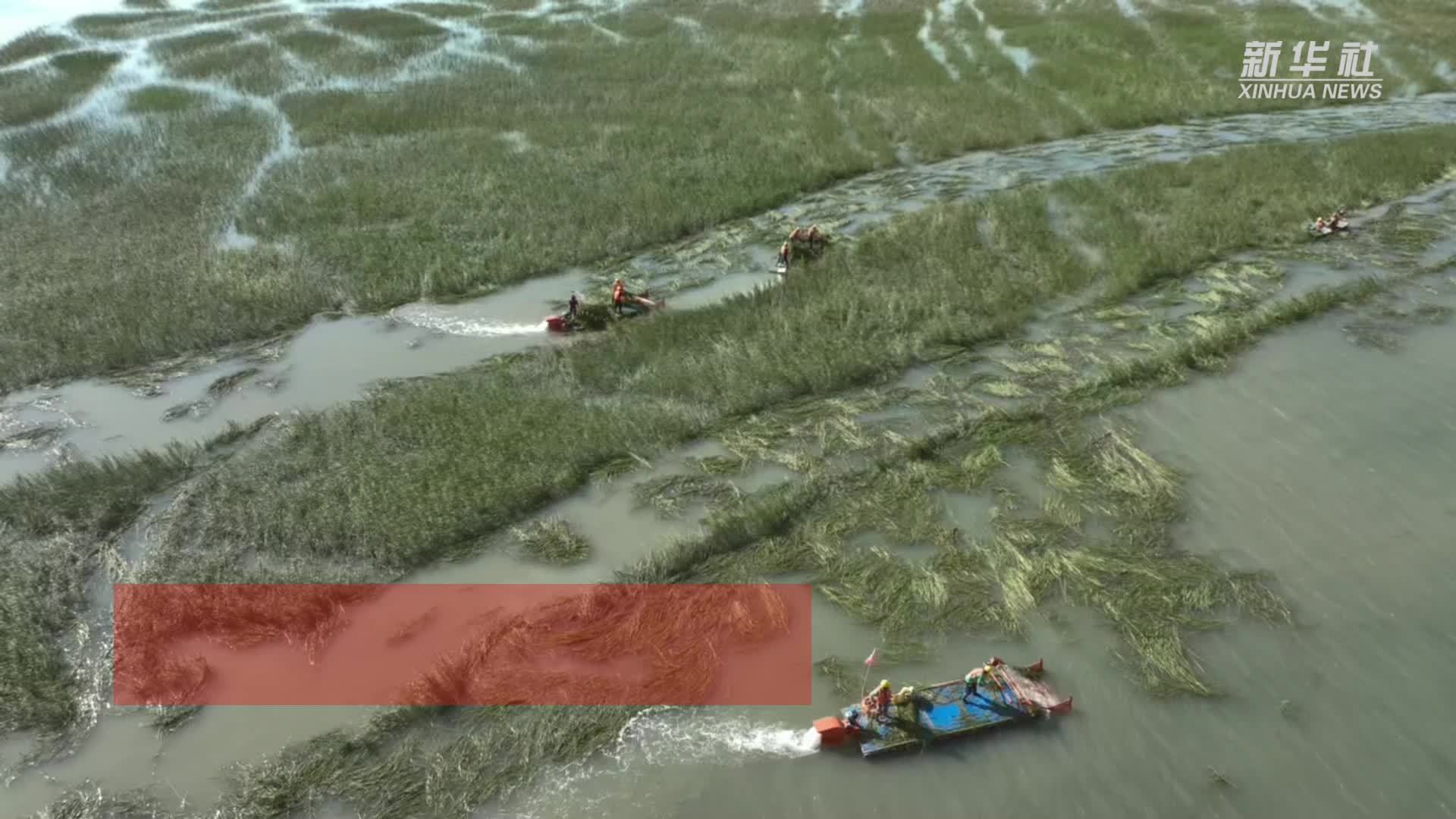 互花米草在我国无限扩散态势得到根本性遏制