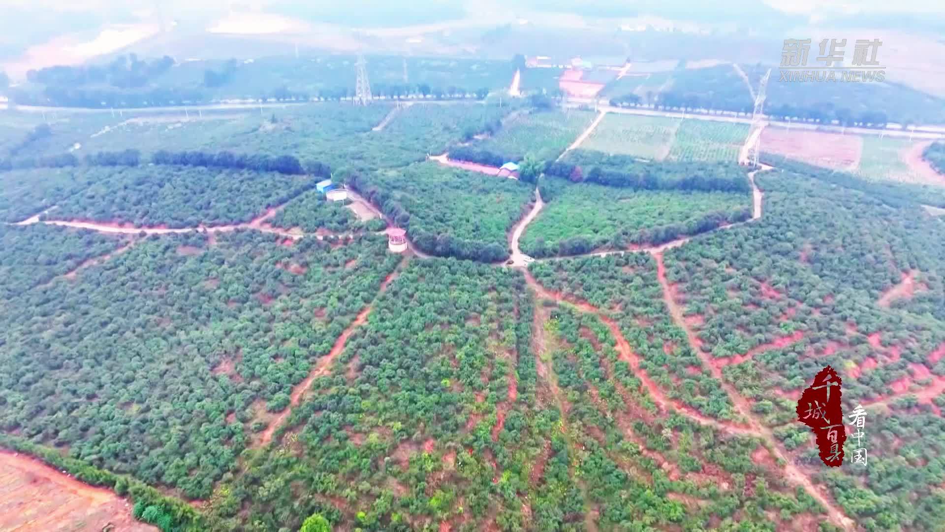 千城百县看中国｜湖南冷水滩：油茶压枝迎丰年