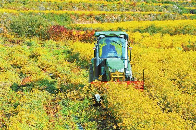 近日，礼县永坪镇6500余亩野菊花盛开，农户驾驶农机进行收割。新甘肃·甘肃日报通讯员　徐瑞