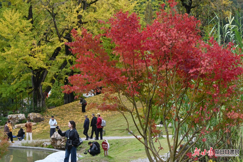 徽县嘉陵镇田河村古银杏群红叶 嘉陵江摄影联盟秘书长、第11届中国摄影金像奖获得者 杨麾 摄