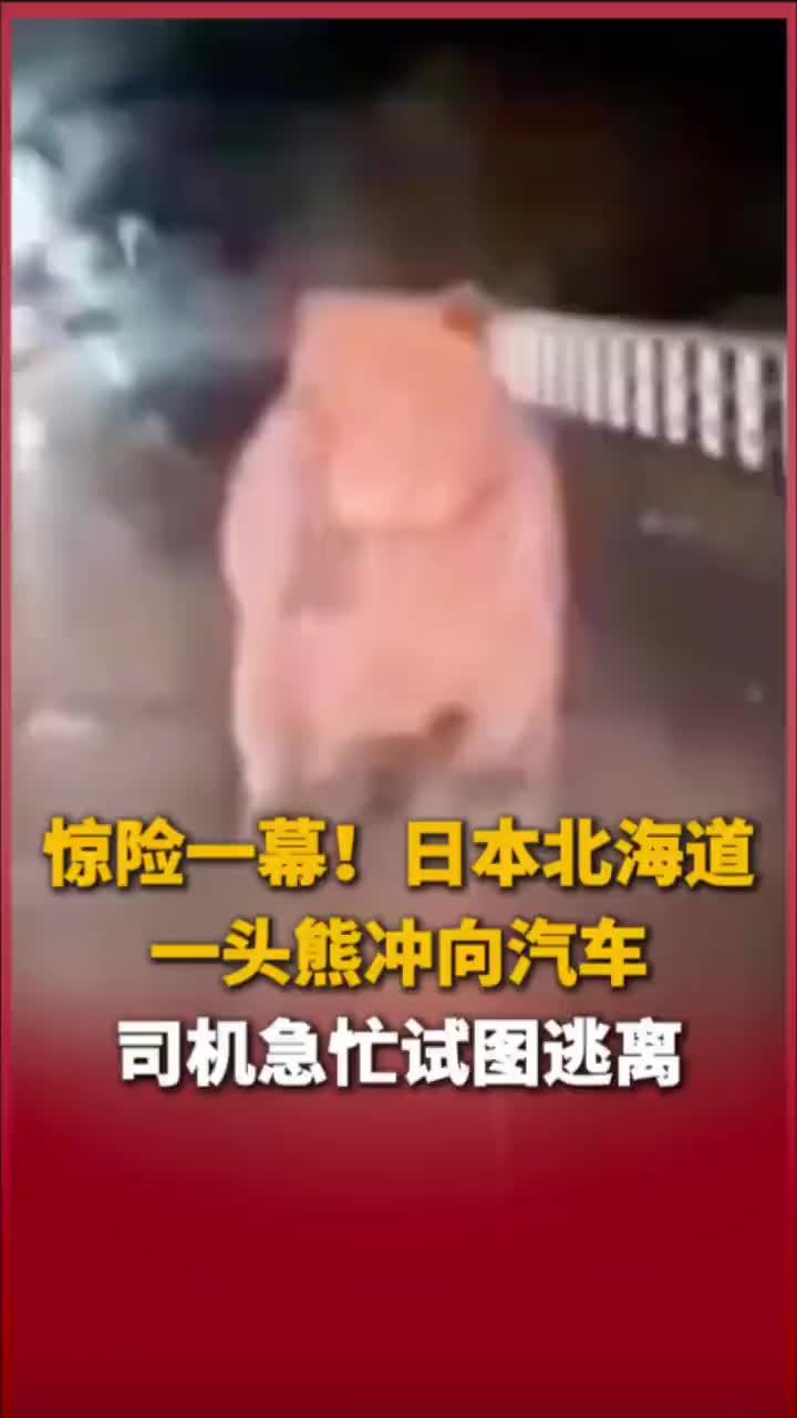 惊险一幕！日本北海道一头熊冲向汽车，司机急忙试图逃离