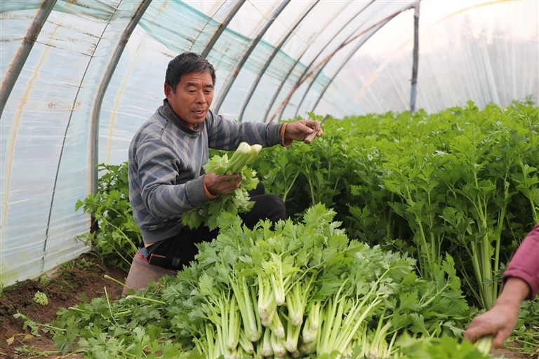 11月11日，中牟县韩寺镇西营村农户正在大棚里收获蔬菜。中牟县韩寺镇是我省蔬菜集中生产基地之一，也是蔬菜集散地，种植有芹菜、茄子、黄瓜等多种时令蔬菜。记者 王铮 摄
