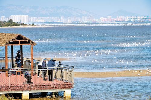 10月18日，游客在秦皇岛市北戴河大潮坪木栈道观赏海鸟。本报记者 赵杰摄