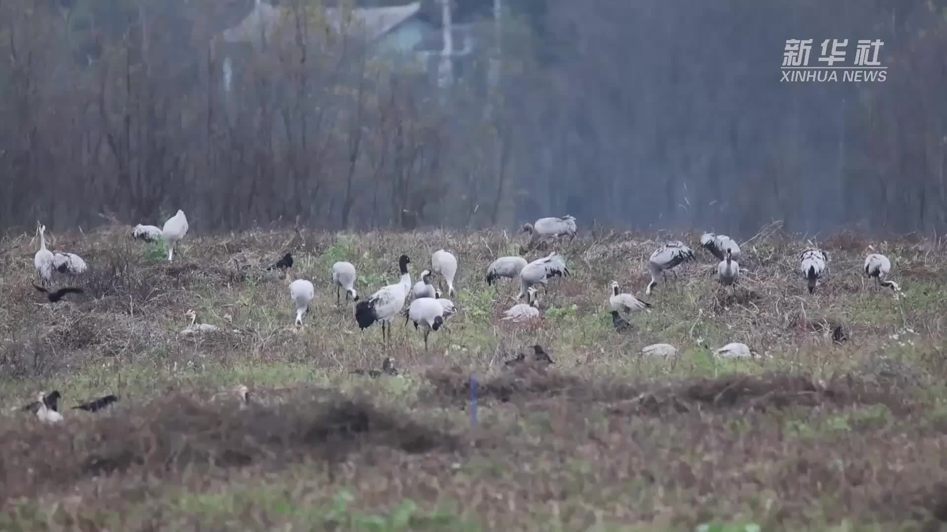 云南会泽：首批黑颈鹤开启越冬之旅