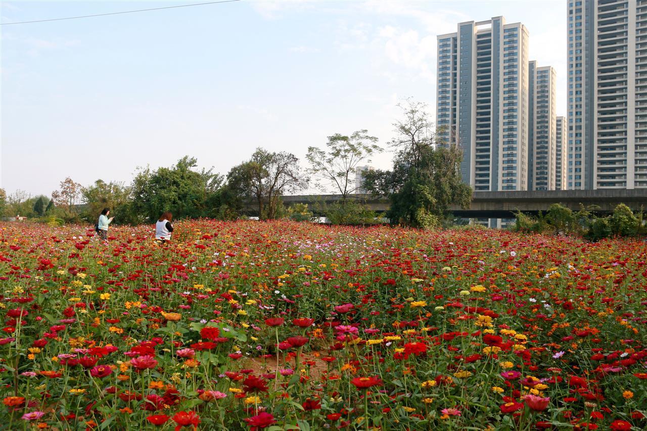 青山区这片荒地变身花海 市民邂逅家门口的“诗与远方”