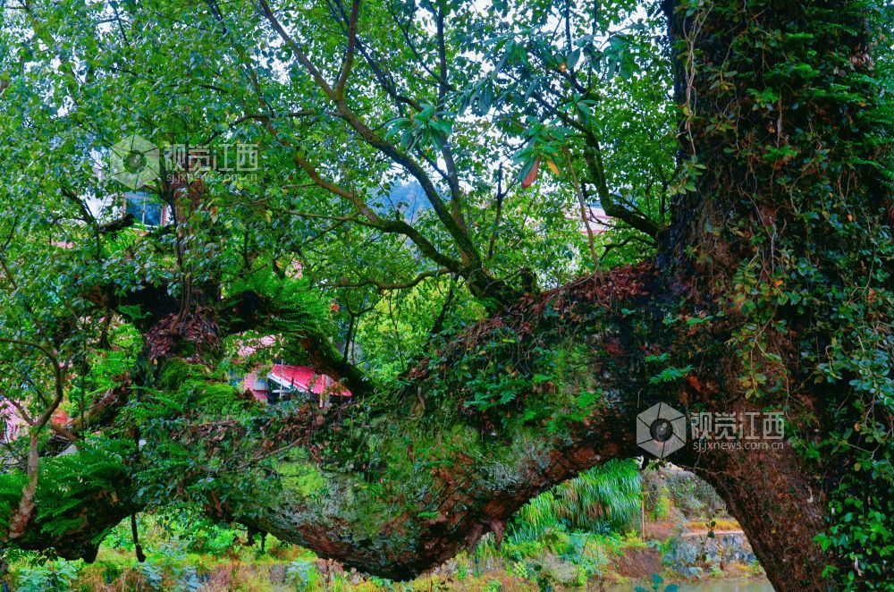 初冬的永新县坳南乡牛田村,六七河畔古樟参天,虬枝盘曲,与碧水相映,静谧而厚重。