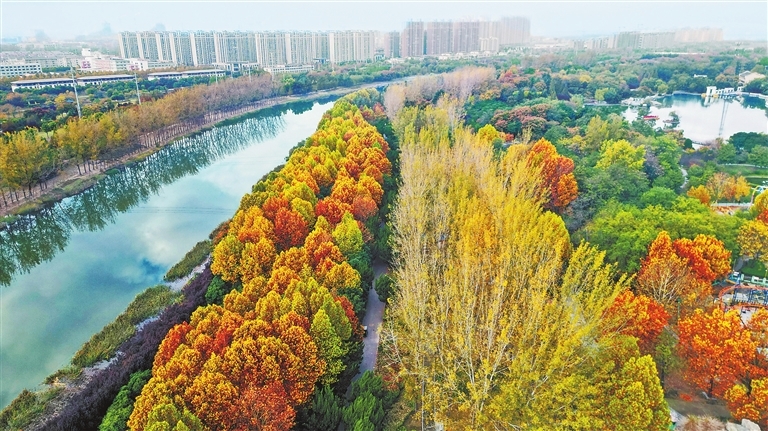 11月11日，永城市沱河风景带美不胜收。沱河是大运河通济渠段的一部分。 聂政 摄