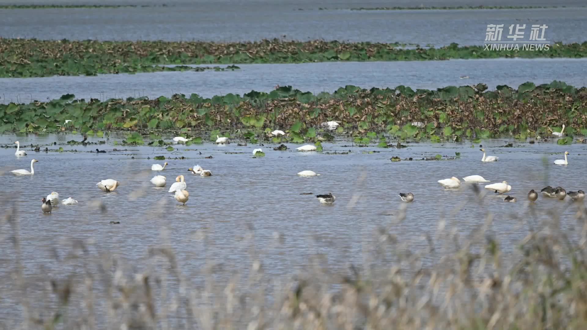 大批候鸟抵达鄱阳湖