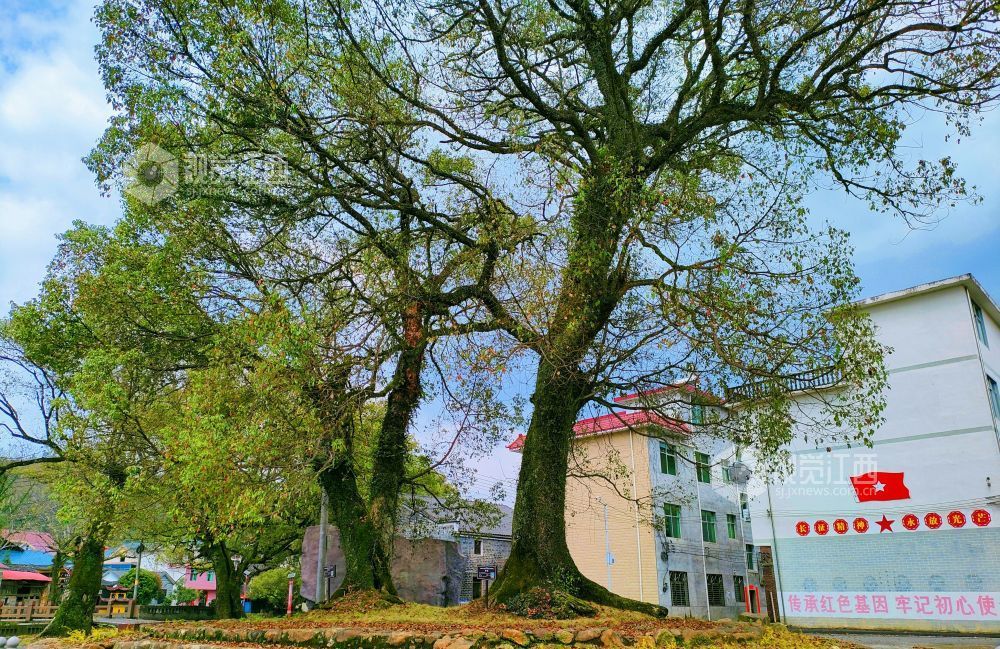 初冬的永新县坳南乡牛田村,六七河畔古樟参天,虬枝盘曲,与碧水相映,静谧而厚重。