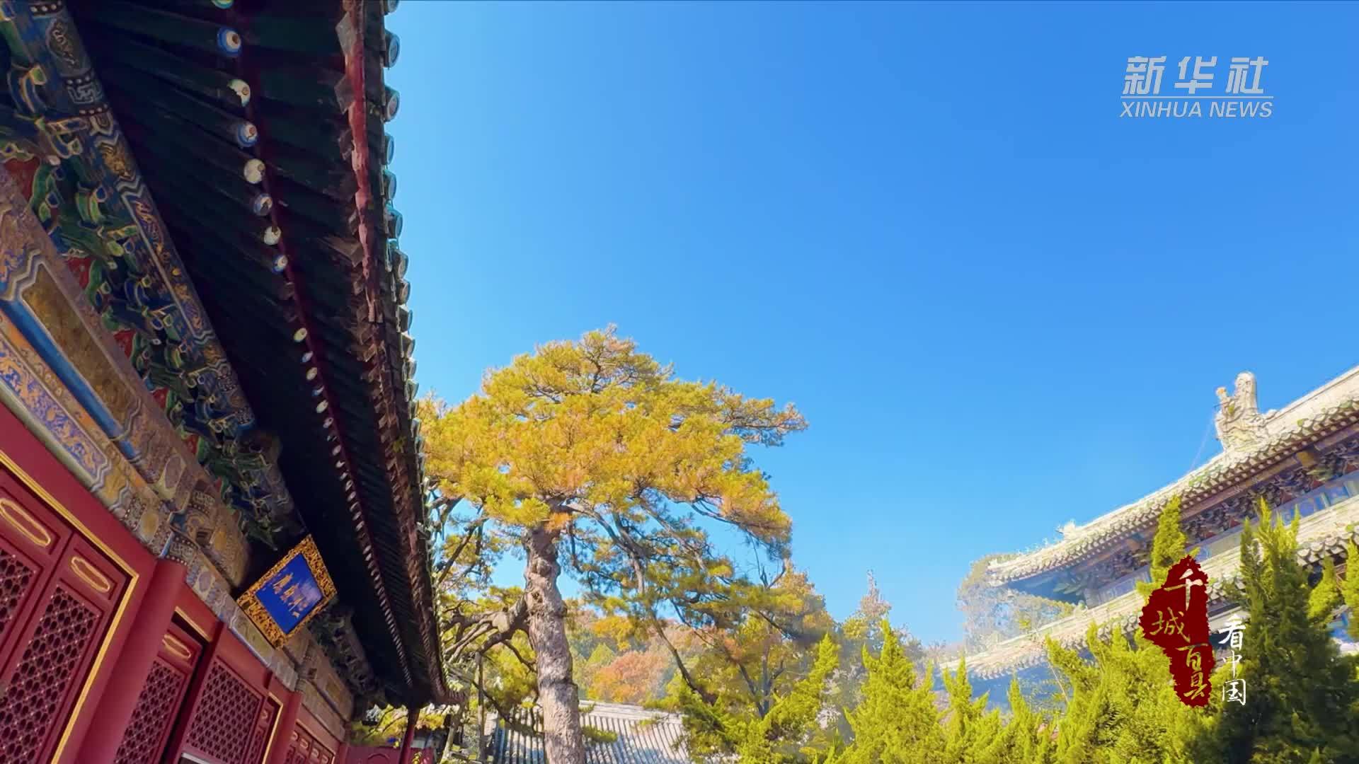 千城百县看中国｜北京门头沟：千年银杏“金甲”迎客