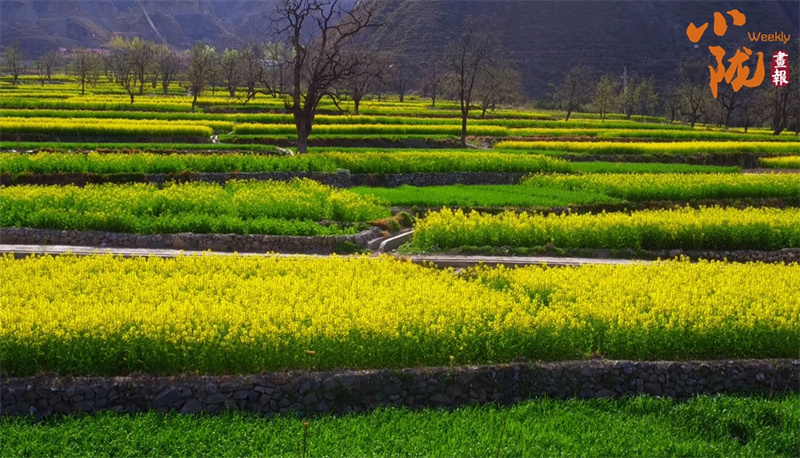 NBA升级版纪念礼惊艳进博会 看甘肃有啥不“遗”样