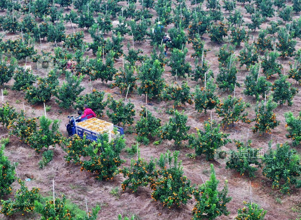 11月9日,江西省吉安市泰和县塘洲镇塘洲村奔象果业砂糖橘种植基地,农民正在装运采收的砂糖橘。