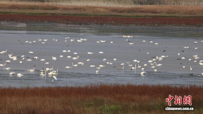 11月13日，在江西鄱阳湖国家级自然保护区内，众多候鸟正在栖息。江西鄱阳湖国家级自然保护区管理局供图