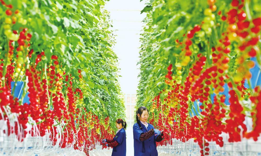 日前，民乐县六坝镇现代农业试验示范中心的春禾智慧农业工厂智能温室内，樱桃番茄进入成熟采摘期。新甘肃&middot;甘肃经济日报通讯员　王将　摄