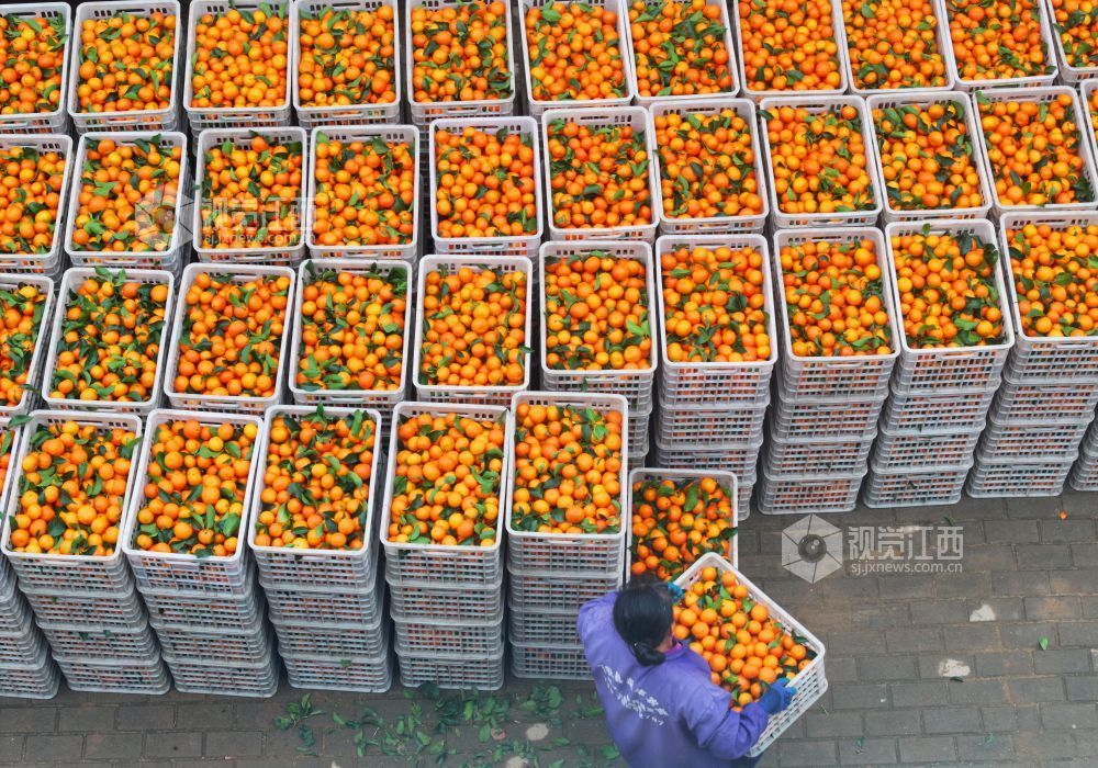 11月9日,江西省吉安市泰和县塘洲镇塘洲村奔象果业砂糖橘种植基地,农民正在装运采收的砂糖橘。
