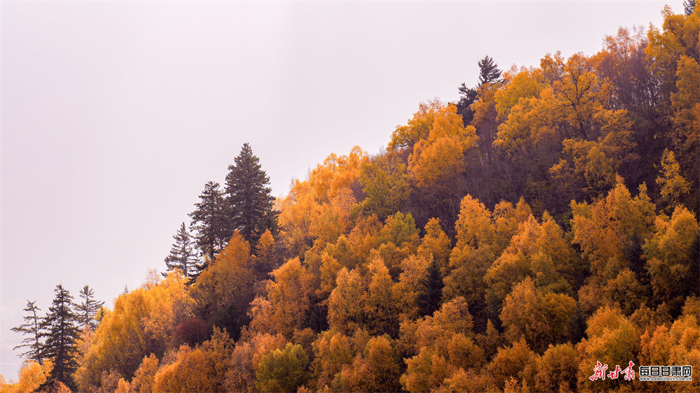 五彩山林似油画 洮河冬韵绘诗篇