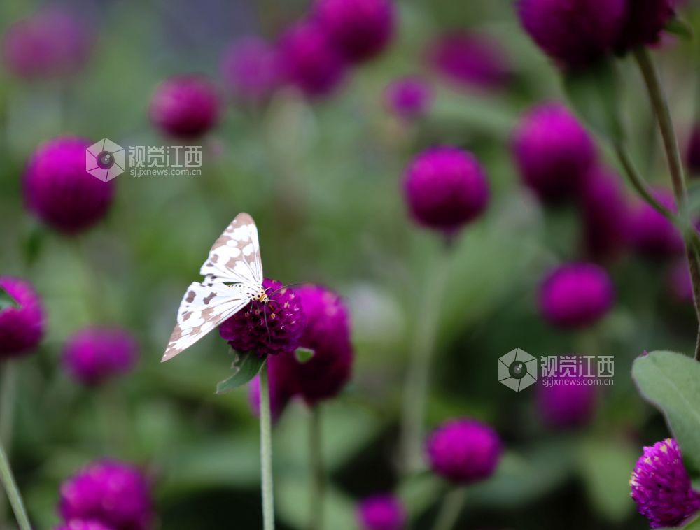 满目的千日紫花球似紫色小绒球,随风摇动惹人喜爱。
