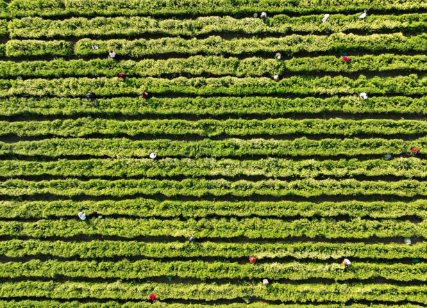 从“菊花香”变“金名片”！睢宁岚山镇力促中草药产业富民增收