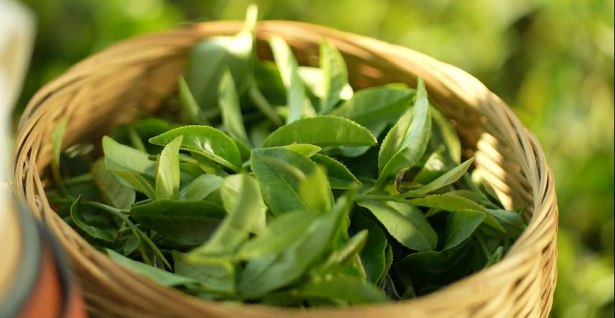 在平乐，时间是用盖碗量的：央视镜头下的茶马古道与慢生活哲学