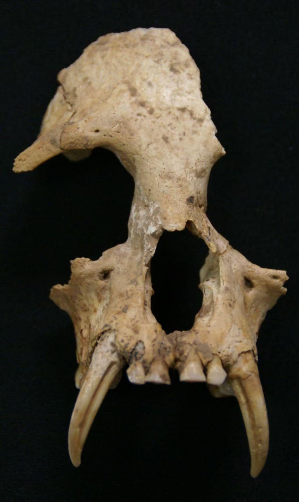 帝国君子长臂猿头骨。(陕西省考古研究院供图)