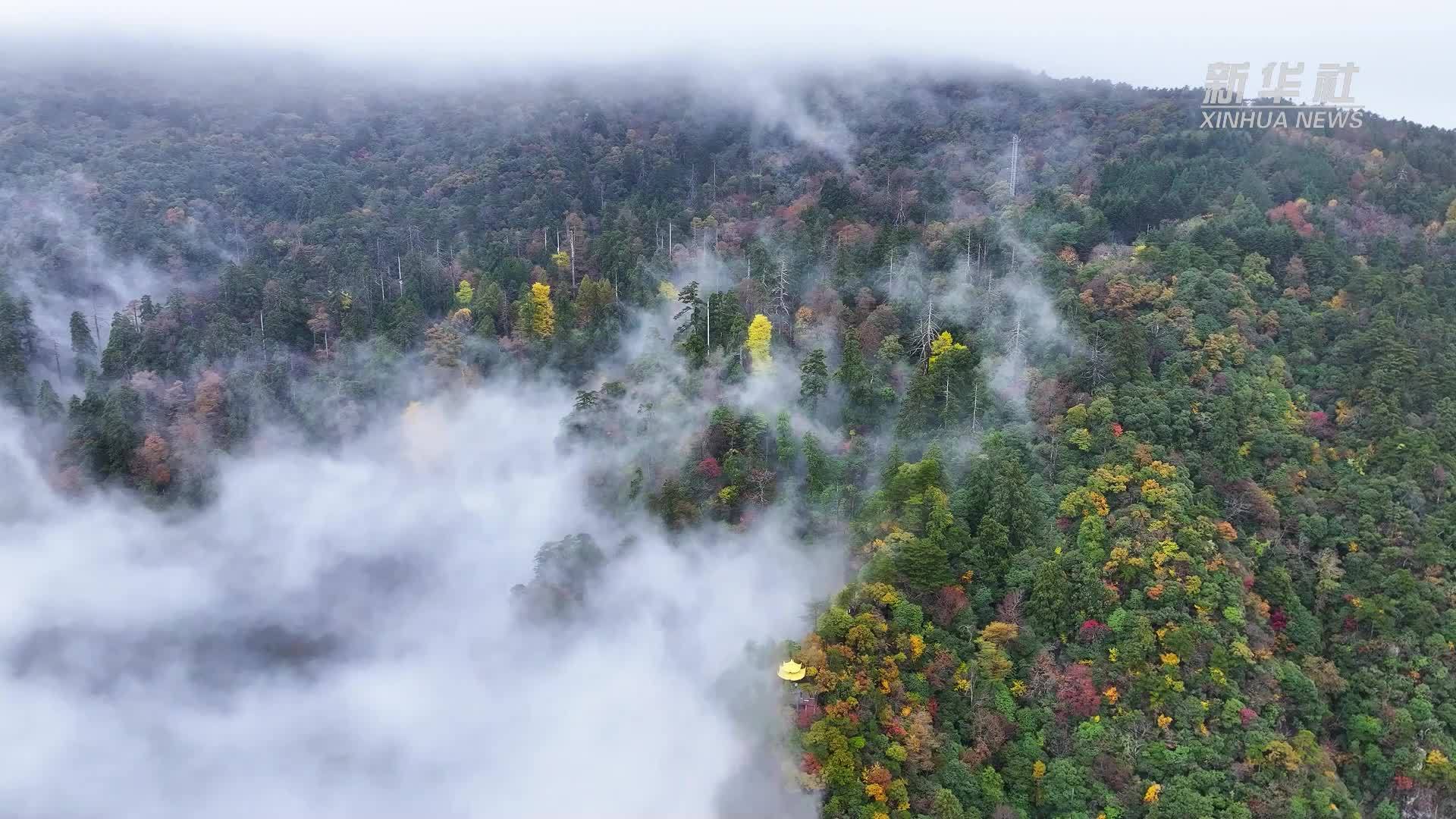 天目山：秋意未央 层林尽染