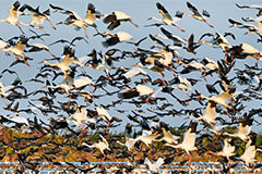 新增2个观鸟点！第四届鄱阳湖国际观鸟季活动邀您打卡