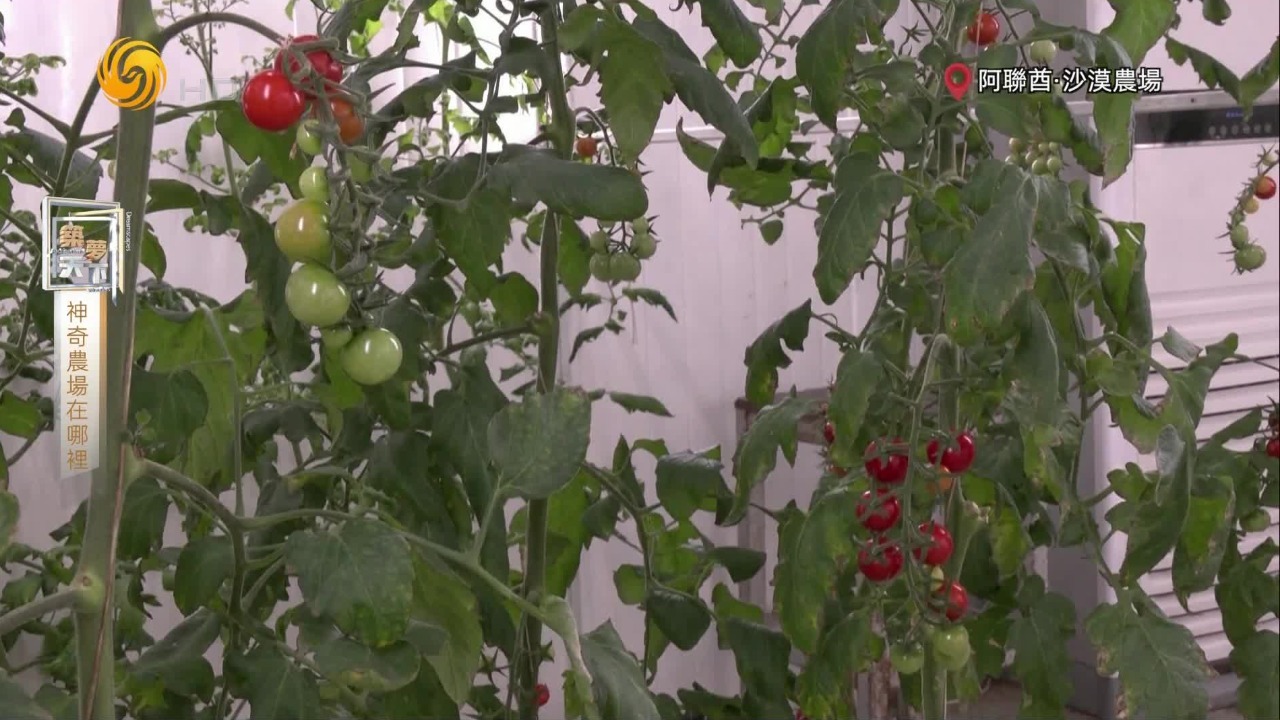 大沙漠变“菜篮子”！阿联酋沙漠深处的农场，每27天就能上市一波蔬菜