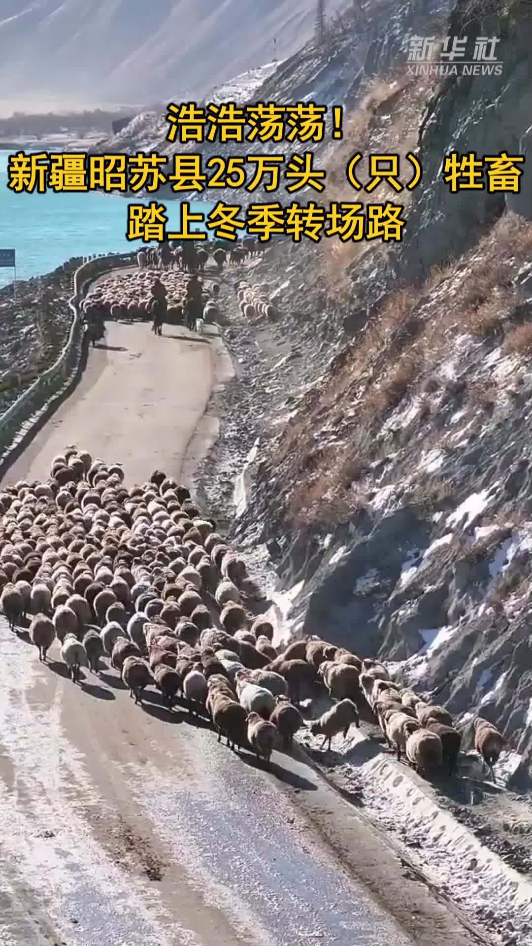 浩浩荡荡！新疆昭苏县25万头(只)牲畜踏上冬季转场路