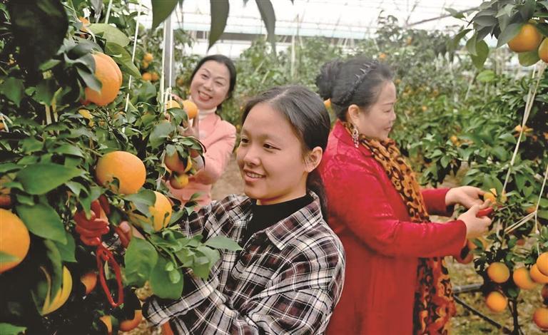 甜到“心窝”！上饶“红美人”柑橘今年总产量达15万斤（图）