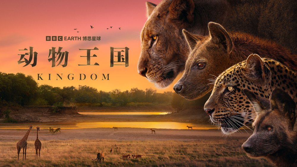 BBC全新自然纪录片《动物王国》 11月11日震撼上线