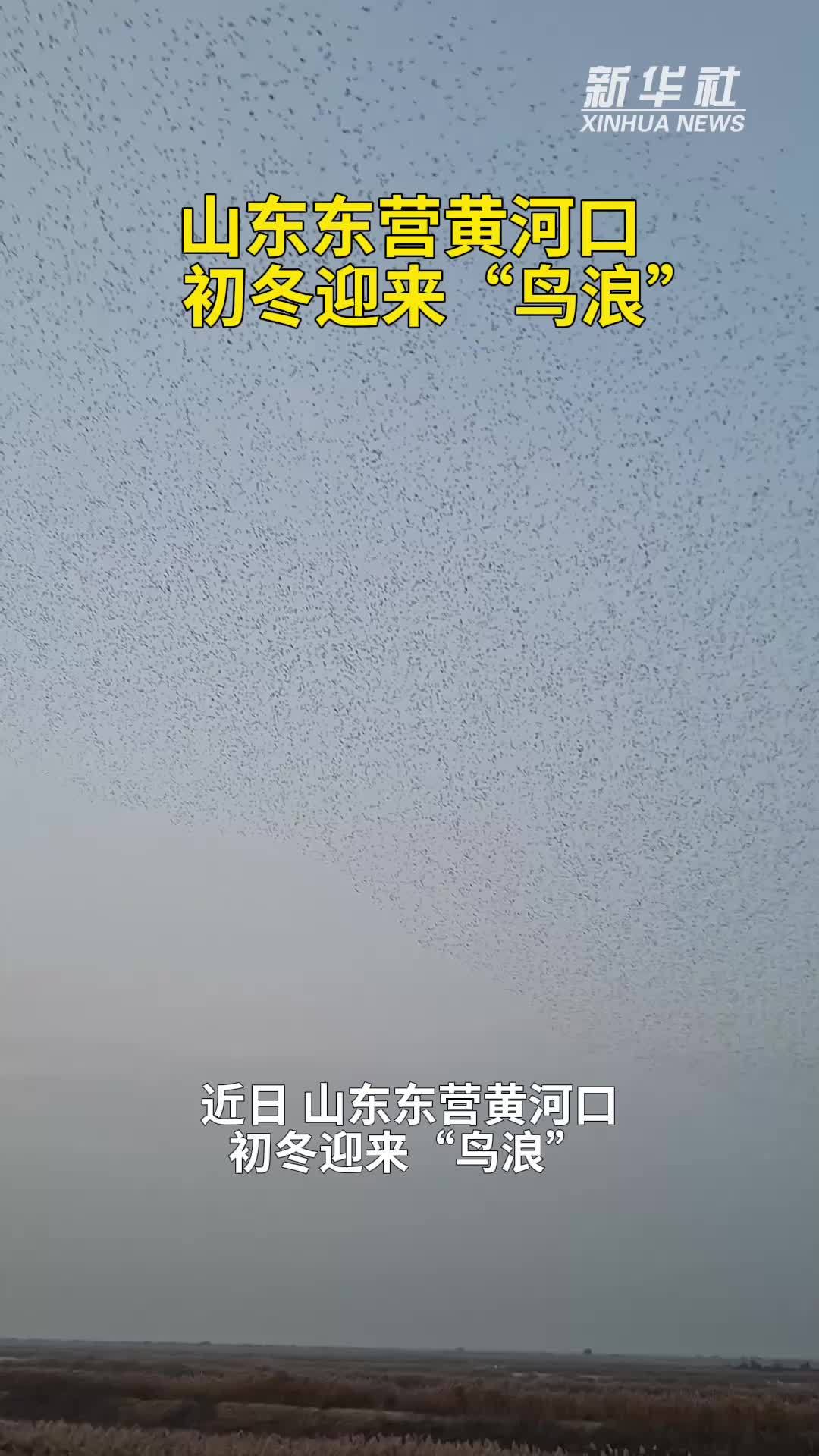 秀我中国｜山东东营黄河口初冬迎来“鸟浪”