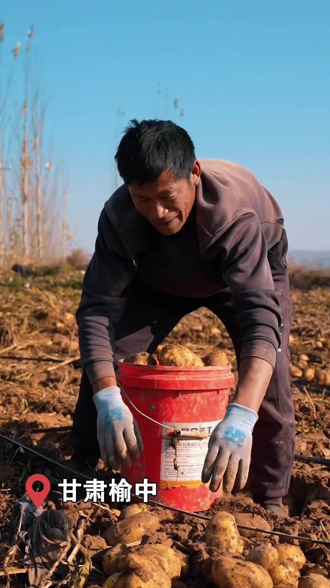 “遇见”收获：家庭农场千亩旱地土豆迎丰收