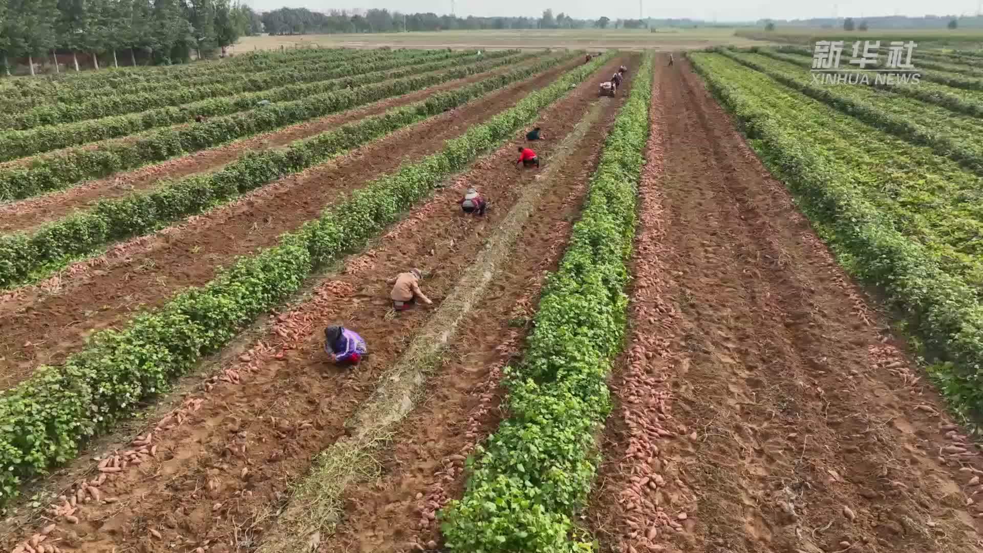 河北邱县：“小红薯”种出甜蜜“大产业”