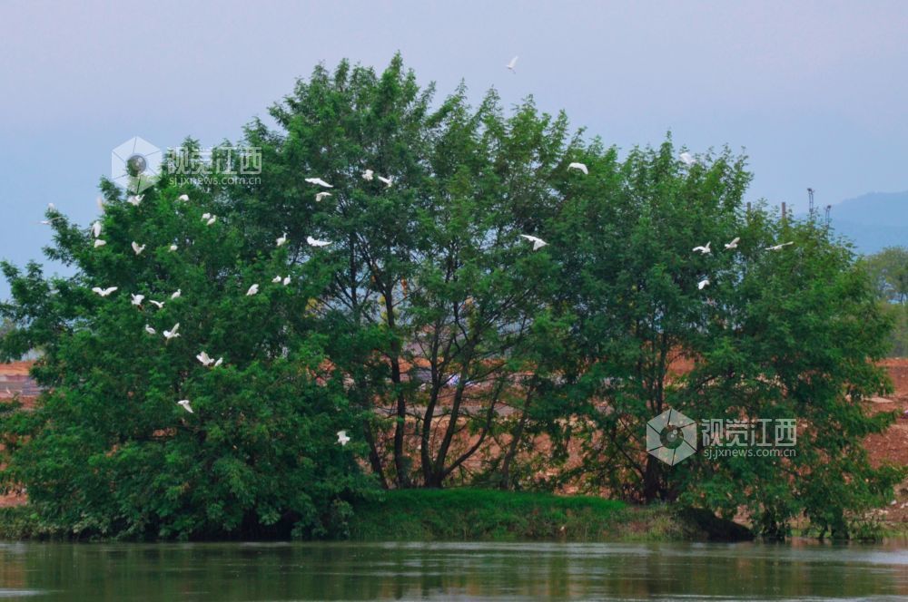 11月12日,江西省永新县禾水河畔,一群白鹭时而展翅高飞,时而低旋嬉戏,它们灵动的身姿与波光粼粼的水面相映成趣,为静谧的河道增添了无限生机与活力。