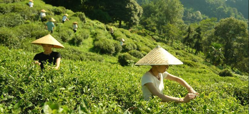 在平乐，时间是用盖碗量的：央视镜头下的茶马古道与慢生活哲学