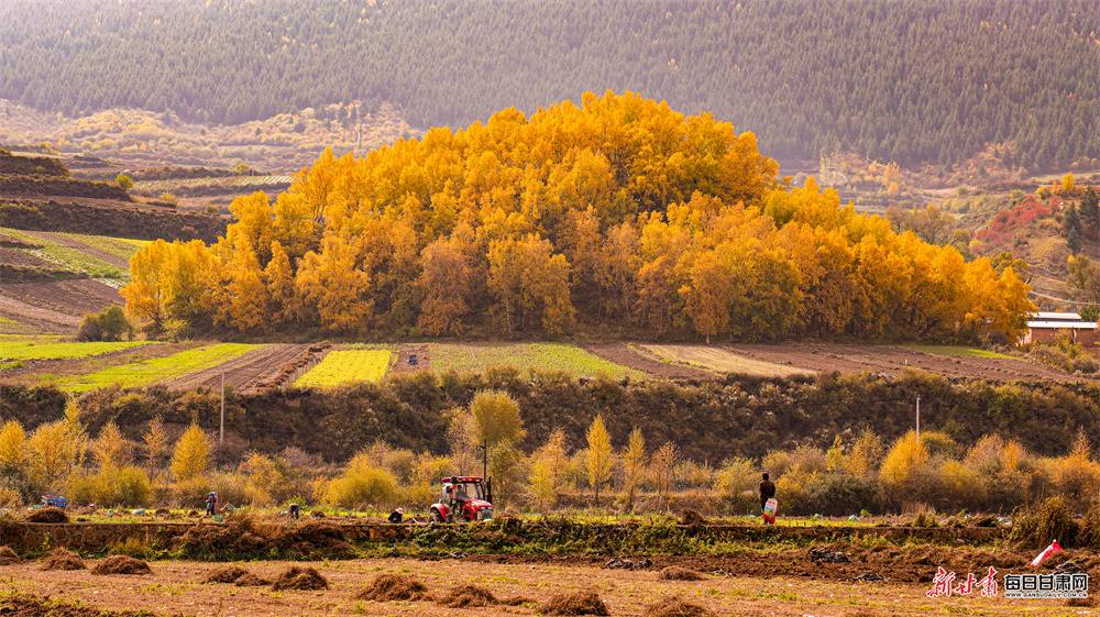 五彩山林似油画 洮河冬韵绘诗篇