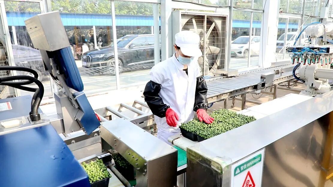 在铜山,尝一口“ 清水豆芽 ” ！