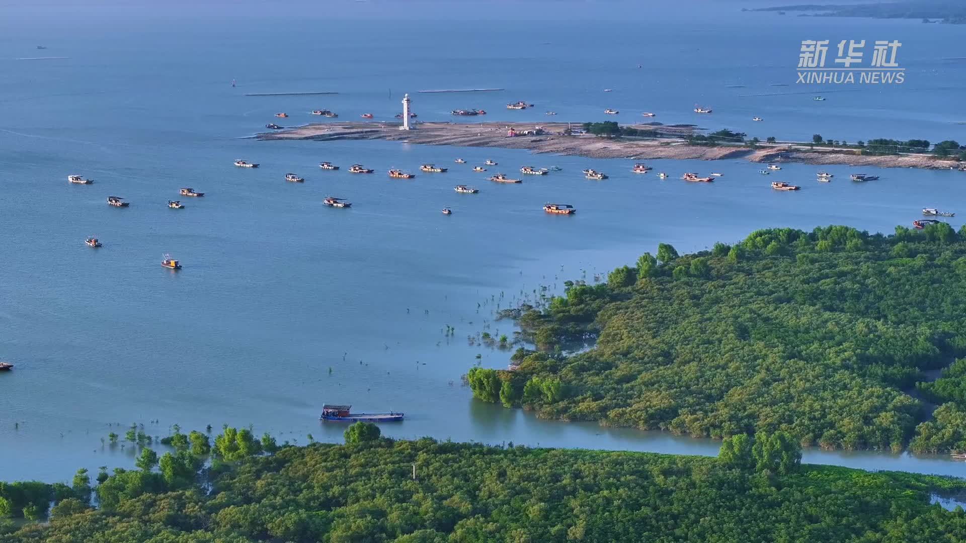 湛江遂溪：帆影归晚 鸥鹭同栖