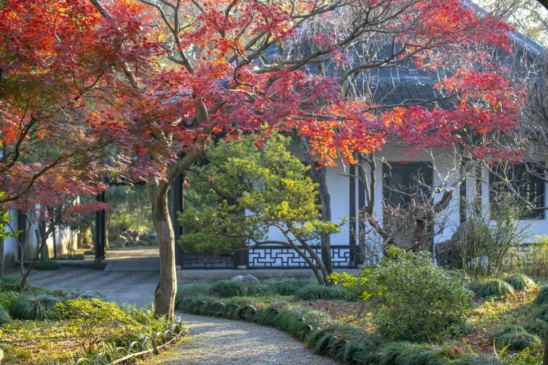 只此苏州⑥|城即园林，绘就苏州“福气”底色