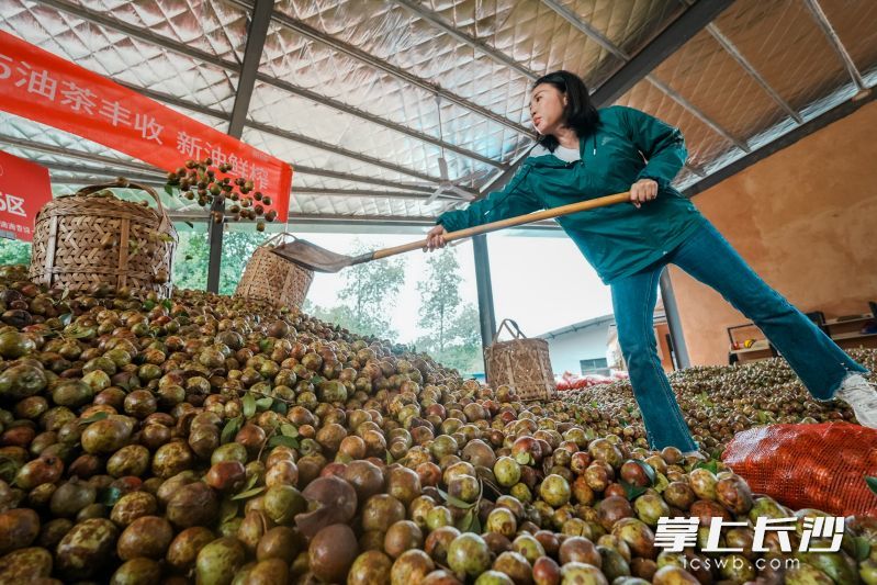眼下，位于浏阳淳口的湘纯有机油茶博览园喜迎丰收。