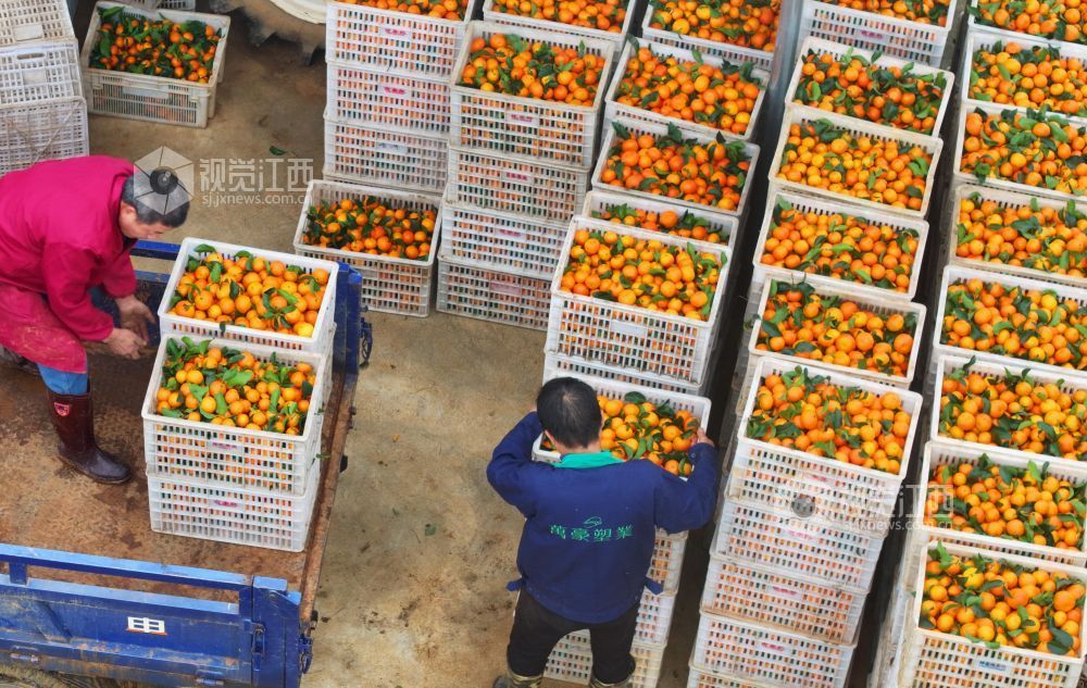11月9日,江西省吉安市泰和县塘洲镇塘洲村奔象果业砂糖橘种植基地,农民正在装运采收的砂糖橘。
