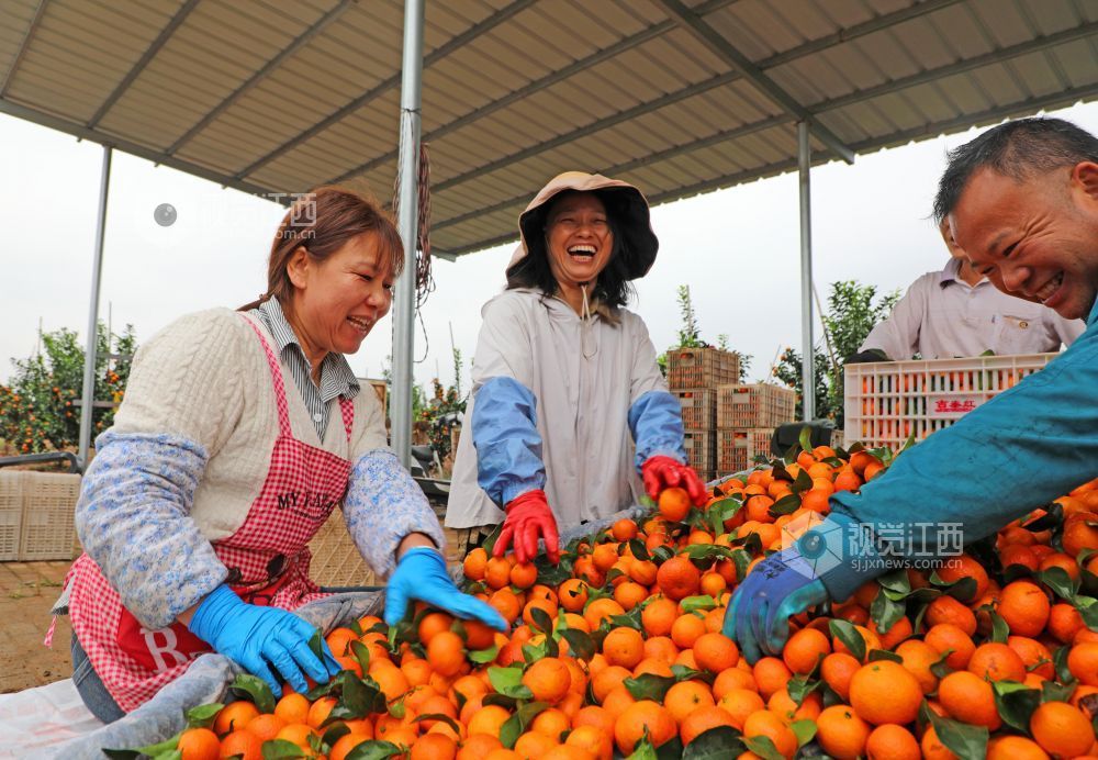 11月9日,江西省吉安市泰和县塘洲镇塘洲村奔象果业砂糖橘种植基地,农民正在装运采收的砂糖橘。