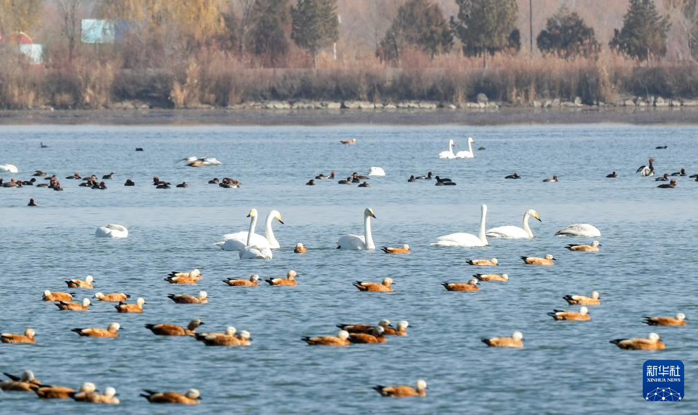 11月12日,大天鹅等鸟类在张掖黑河湿地国家级自然保护区高台段一处湖泊休憩觅食。新华社记者 张智敏 摄