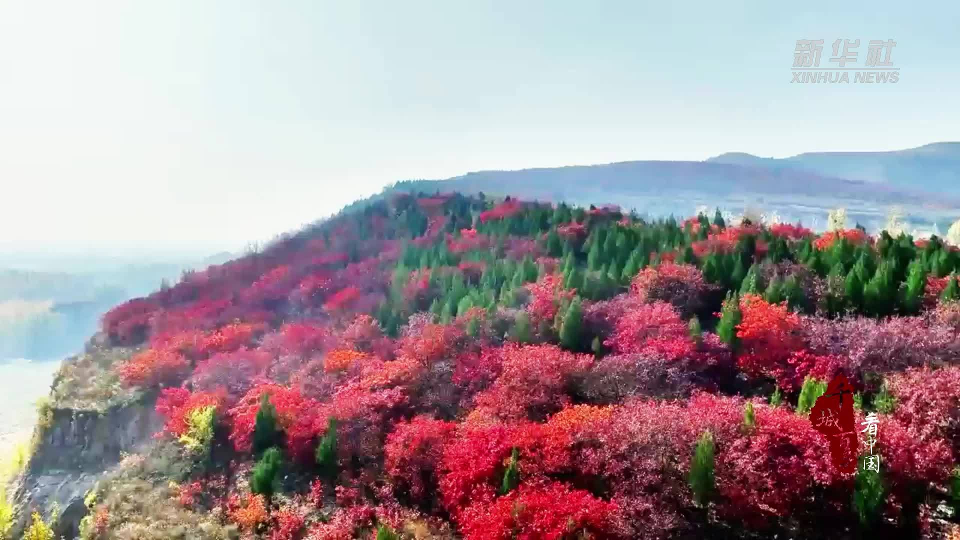 千城百县看中国｜山东滕州：初冬黄栌红似火