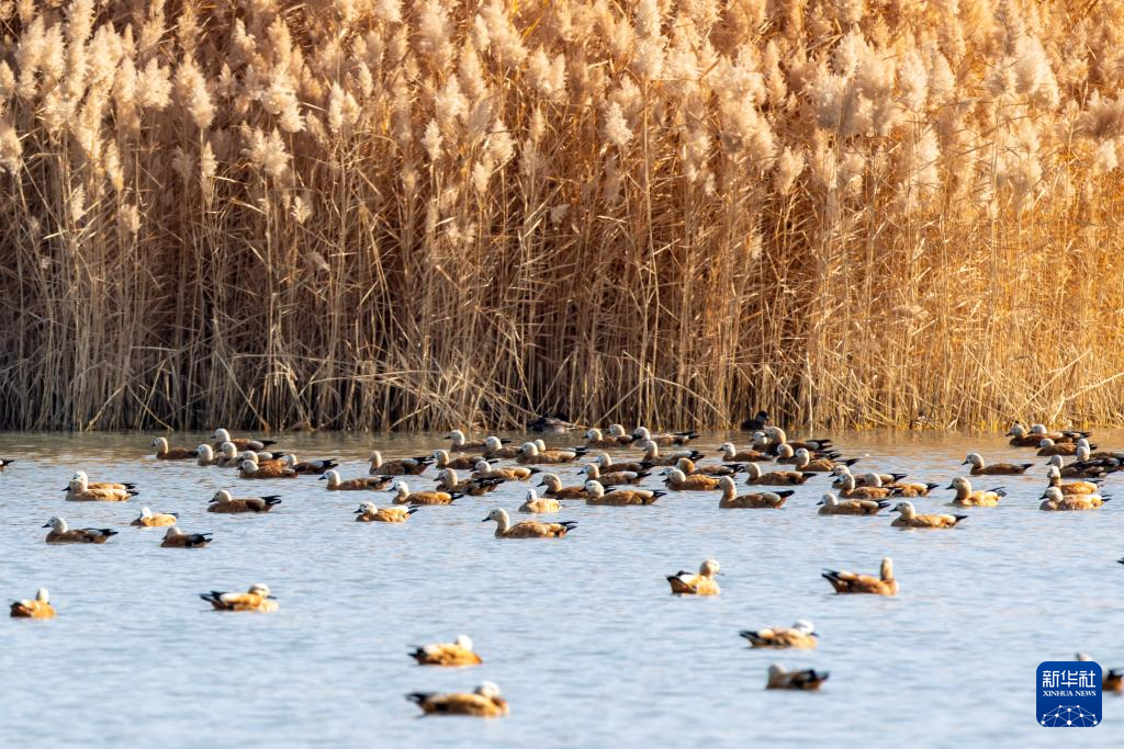 11月12日,赤麻鸭等鸟类在张掖黑河湿地国家级自然保护区高台段一处湖泊休憩觅食。新华社记者 张智敏 摄