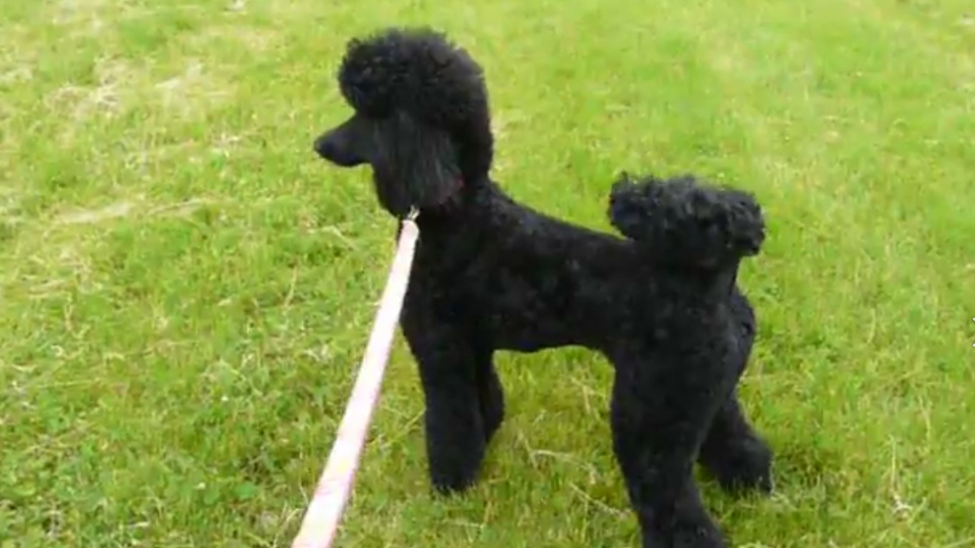 遛狗未拴绳致人残疾，犬主赔28万，法院：犬主人未能尽到饲养动物的危险预防义务