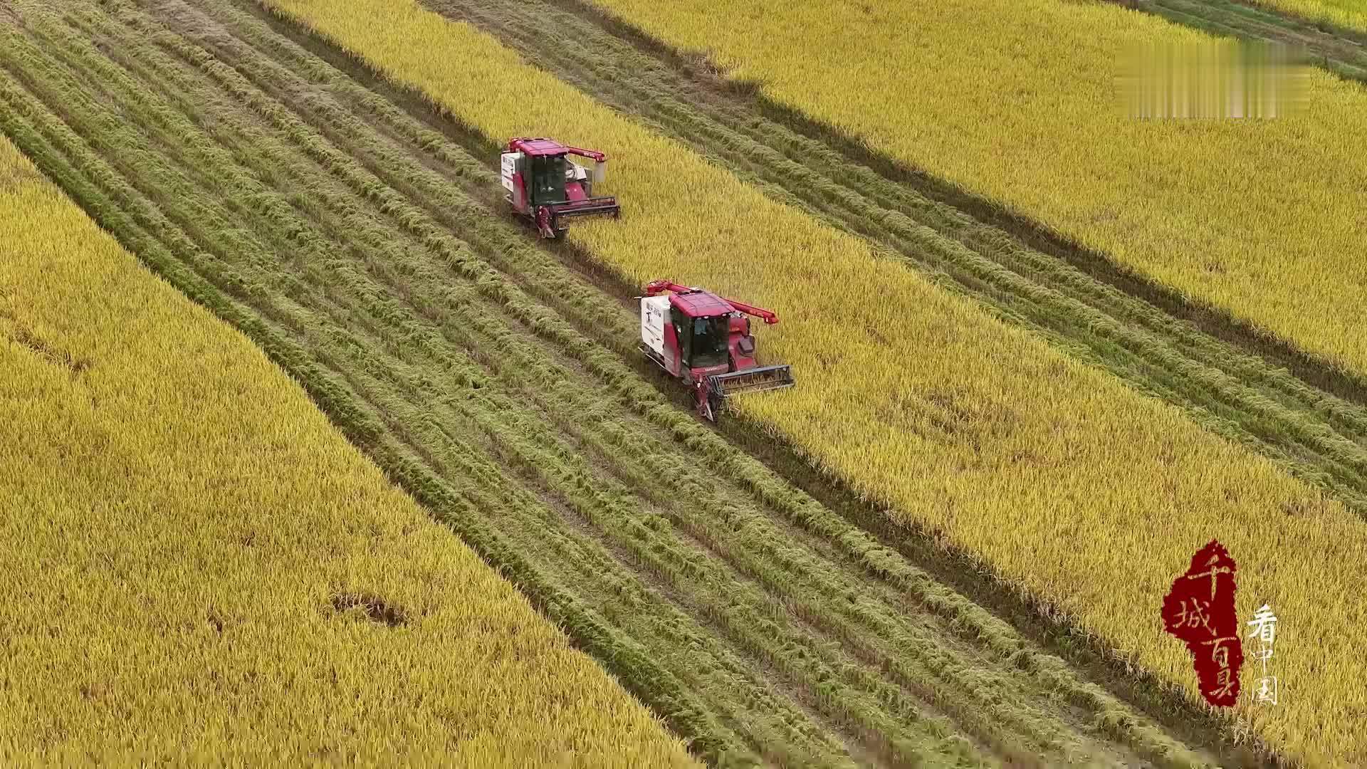 千城百县看中国｜湖南东安：晚稻抢收正当时“金饭碗”越端越稳