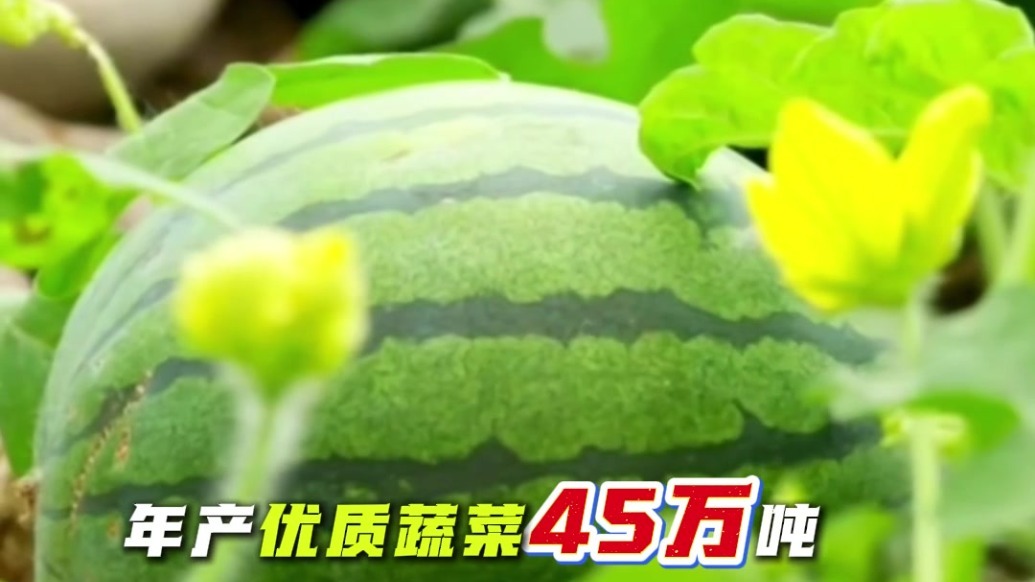 “十四五”甘肃肃州戈壁设施农业上分　这组数据亮眼