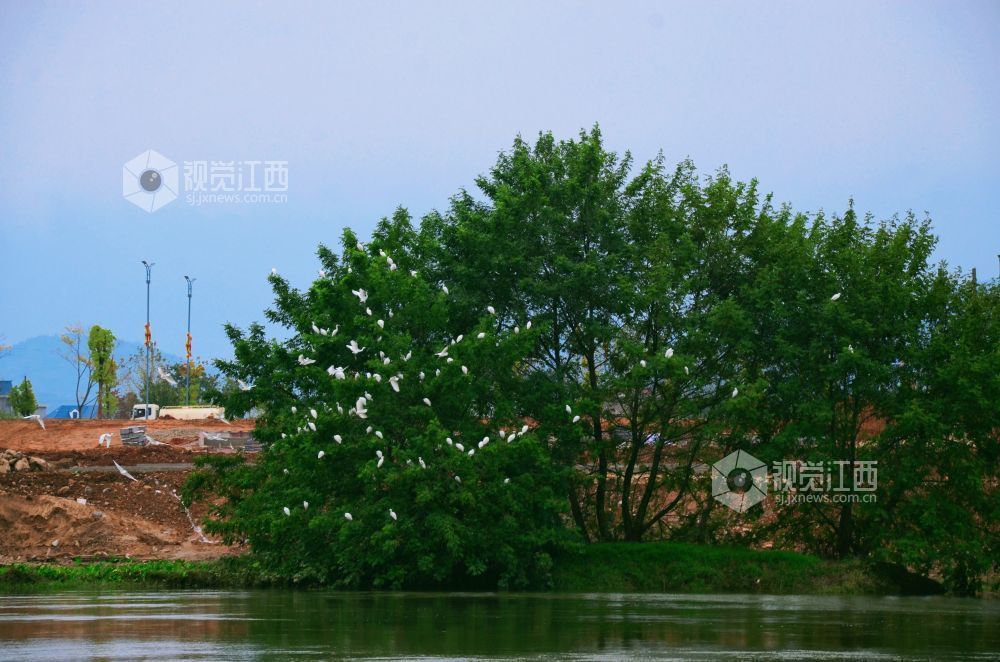 11月12日,江西省永新县禾水河畔,一群白鹭时而展翅高飞,时而低旋嬉戏,它们灵动的身姿与波光粼粼的水面相映成趣,为静谧的河道增添了无限生机与活力。