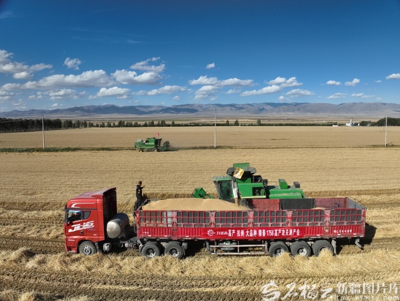 9月10日，专家在新疆生产建设兵团第十三师红山农场四连二组对“粮春1758”进行实收测产。自治区农科院供图